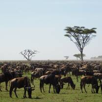 wildebeests