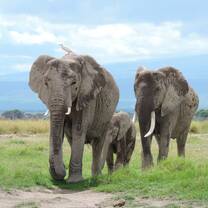 elephants