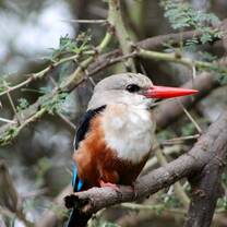beautiful bird