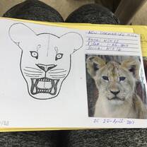 lion data collection