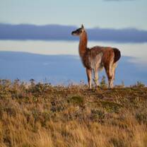 A guanaco on a ridge