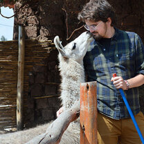 Volunteer with Llamas in Peru