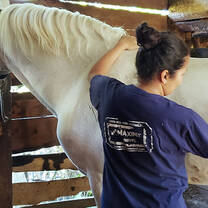 Animal Care in Guatemala