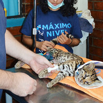 Veterinary Programs in Peru