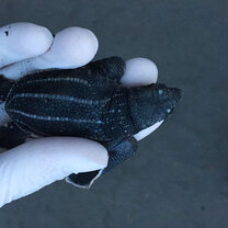 Sea Turtle Conservation in Costa Rica