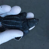 Sea Turtle Conservation in Costa Rica