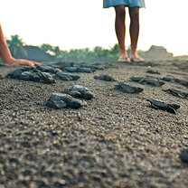 Sea Turtle Rescue in Guatemala