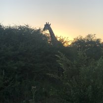 Nakavango