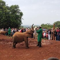 Elephant Orphanage An elephant orphanage where baby elephants are rescued from the wild due to multiple reasons. Rehabilitated and hopefully strong enough to return to the wild.