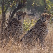 Beautiful Cheetah