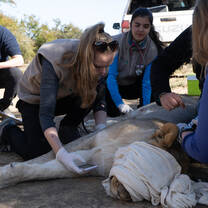 Lion procedure