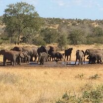Elephants at Waterhole Elephants at Waterhole