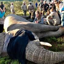 Procedure on an elephants foot