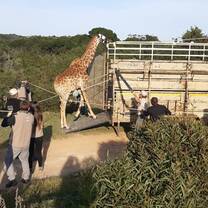 Giraffe relocation