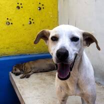 Dogs at Evolucion