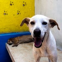Dogs at Evolucion