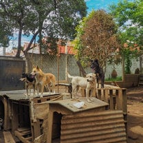 Dogs at the shelter