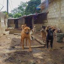 Dogs at the shelter