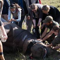 Rhino procedure