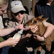 Bottle feeding a sable