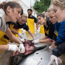 Seal autopsy