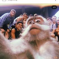 Monkey selfie 