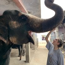 Stroking the elephants! 