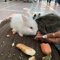 Bunnies found on street