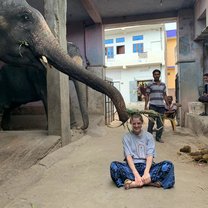 One elephant eating its food of my head! 