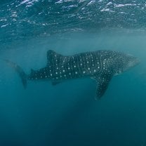 Whale shark