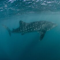 Whale shark
