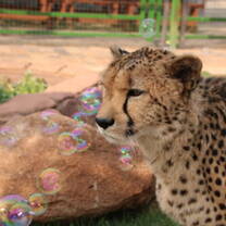 cheetah