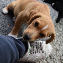 One of the puppies at the shelter who i took care of whilst i was there.