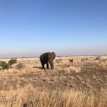 An elephant I saw at Kruger