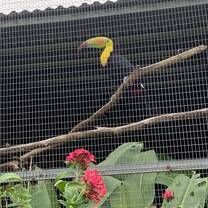 Toucan Abroad 