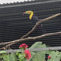 Toucan Abroad 