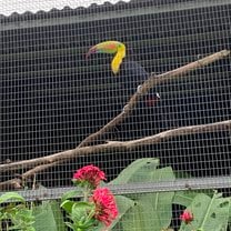 Toucan Abroad 