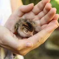 Baby Guinea Fowl