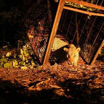 Volunteers get close-up when releasing a leopard with African Conservation Experience.