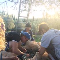 day #25 of the olive harvest: still as wonderful as day #1