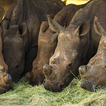 Hungry rhinos eating grass