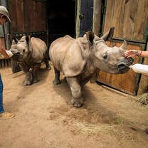 Feeding rhino calves