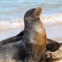 Galapagos Islands