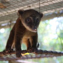 Amazon Animal