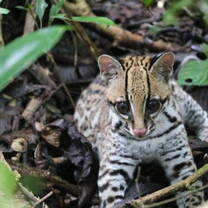 Amazon Animal
