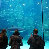 Visit of the Two Oceans Aquarium