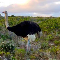 Ostrich at Cape Point