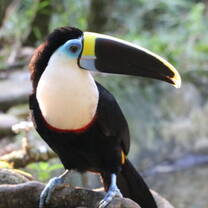 Amazon Animals