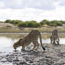 Leopards drinking water from a lake