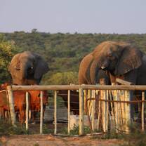 A couple of elephants checking the research camp